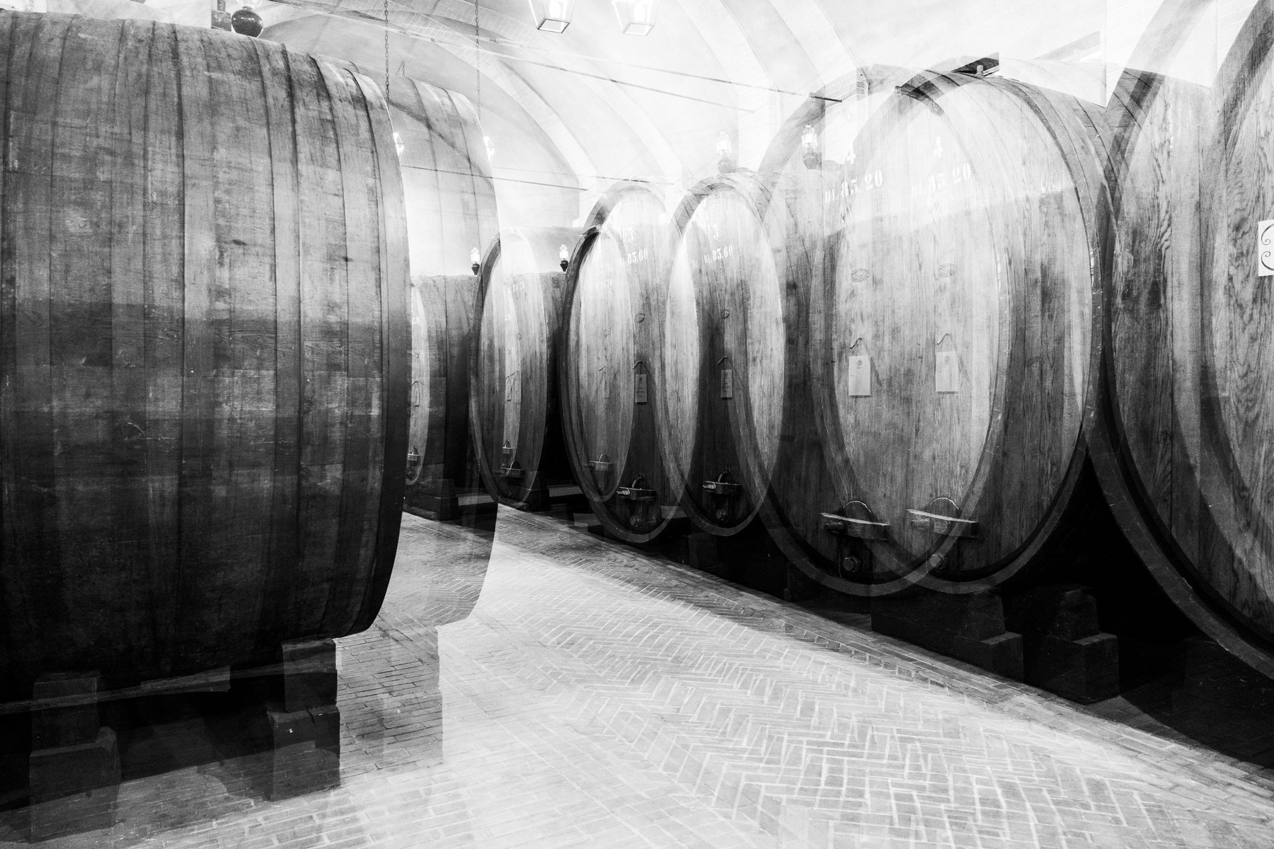 Fila di grandi botti nella cantina Bersano