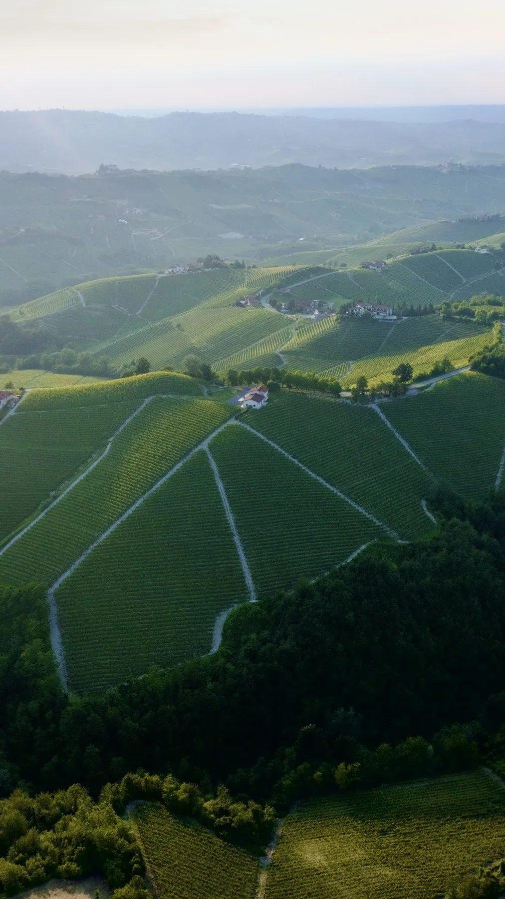 Cascina Badarina vineyards on the hills of Serralunga d'Alba